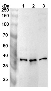 Anti-Human POLR1C Polyclonal Antibody binds to Recombinant Human POLR1C Protein, N-His in WB Assay