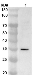Anti-Human POLR3G Polyclonal Antibody binds to Recombinant Human POLR3G Protein, N-His in WB Assay