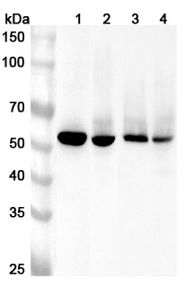 Anti-Human PPM1F Polyclonal Antibody binds to Recombinant Human PPM1F Protein, N-His in WB Assay