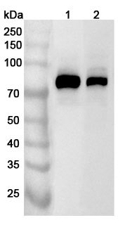 Anti-Human PRKCA Polyclonal Antibody binds to Recombinant Human PRKCA Protein, N-His in WB Assay