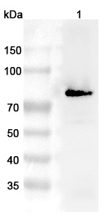 Anti-Human PRKCG Polyclonal Antibody binds to Recombinant Human PRKCG Protein, N-His in WB Assay