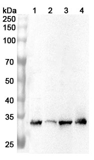 Anti-Human PSME3 Polyclonal Antibody binds to Recombinant Human PSME3 Protein, N-His in WB Assay
