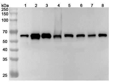 Anti-Human PTBP3 Polyclonal Antibody binds to Recombinant Human PTBP3 Protein, N-His in WB Assay