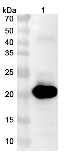 Anti-Human PTH1R VHH (SAA0797) binds to PTH1R, N-His, recombinant protein in WB Assay