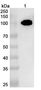 Anti-Human PTK7/CCK-4 VHH&reg; (SAA2288) binds to Recombinant Human PTK7, N-His in WB Assay