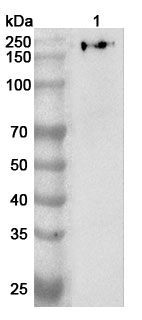 Anti-Human PTPN23 Polyclonal Antibody binds to Human PTPN23 Recombinant Protein, N-His in WB Assay