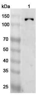 Anti-Human PTPRN2 Polyclonal Antibody binds to Recombinant Human PTPRN2 Protein, N-His in WB Assay