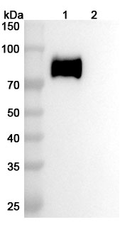 Anti-Human RAMP2 Antibody (ABS1635) in WB Assay
