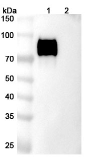 Anti-Human RAMP2 Antibody (SAA2366) in WB Assay