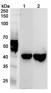 Anti-Human RBM4 Polyclonal Antibody binds to Recombinant Human RBM4 Protein, N-His in WB Assay