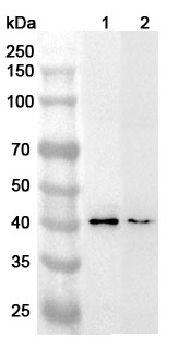 Anti-Human RNF13 Polyclonal Antibody binds to Recombinant Human RNF13 Protein, N-His in WB Assay