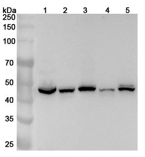 Anti-Human RNH1 Polyclonal Antibody binds to Recombinant Human RNH1 Protein, N-His in WB Assay