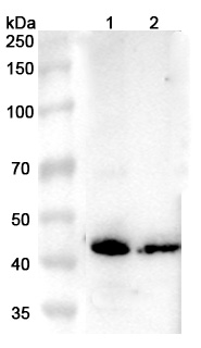 Anti-Human ROM1 Polyclonal Antibody binds to Recombinant Human ROM1 Protein, N-His in WB Assay