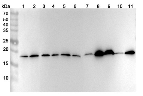 Anti-Human RPL11 Polyclonal Antibody binds to Recombinant Human RPL11 Protein, N-His in WB Assay