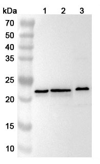 Anti-Human RPL9P9 Polyclonal Antibody in WB Assay
