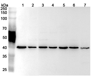 Anti-Human RPSA Polyclonal Antibody binds to Recombinant Human RPSA Protein, N-His in WB Assay