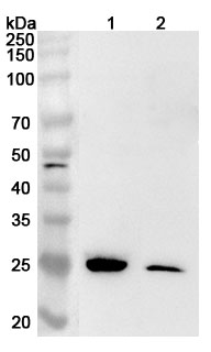 Anti-Human RTRAF Polyclonal Antibody binds to Human RTRAF Recombinant Protein, N-His in WB Assay