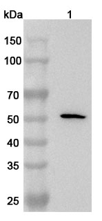 Anti-Human SCRN2 Polyclonal Antibody binds to Human SCRN2 Recombinant Protein, N-His in WB Assay