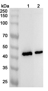 Anti-Human SCTR Polyclonal Antibody binds to Recombinant Human SCTR Protein, N-His in WB Assay