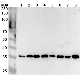 Anti-Human SEC13 Polyclonal Antibody binds to Recombinant Human SEC13 Protein, N-His in WB Assay