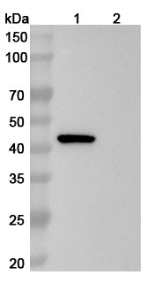 Anti-Human SERPINE1/PAI-1 (CT140) binds to Mouse SERPINE1 Recombinant Protein, N-His in WB Assay