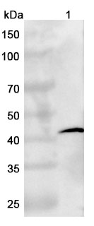 Anti-Human SERPINE1/PAI-1 VHH (SAA1079) binds to Mouse SERPINE1 Recombinant Protein, N-His in WB Assay