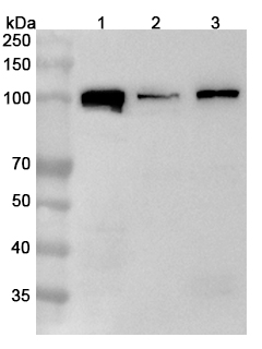 Anti-Human SFPQ Polyclonal Antibody binds to Recombinant Human SFPQ Protein, N-His in WB Assay