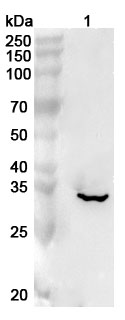 Anti-Human SGTA Polyclonal Antibody binds to Human SGTA Recombinant Protein, N-His in WB Assay