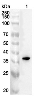 Anti-Human SIX1 Polyclonal Antibody binds to Human SIX1 Recombinant Protein, N-His in WB Assay