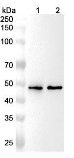 Anti-Human SLC18A2 Polyclonal Antibody binds to Recombinant Human SLC18A2 Protein, N-GST & C-His in WB Assay