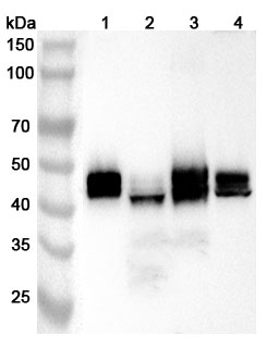Anti-Human SLC9A3R2 Polyclonal Antibody binds to Recombinant Human SLC9A3R2 Protein, N-His in WB Assay