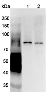 Anti-Human SNX1 Polyclonal Antibody binds to Recombinant Human SNX1 Protein, N-His in WB Assay