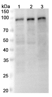 Anti-Human SP1 Polyclonal Antibody binds to Human SP1 Recombinant Protein, N-His in WB Assay