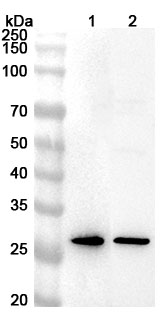 Anti-Human SPR Polyclonal Antibody binds to Recombinant Human SPR Protein, N-His in WB Assay