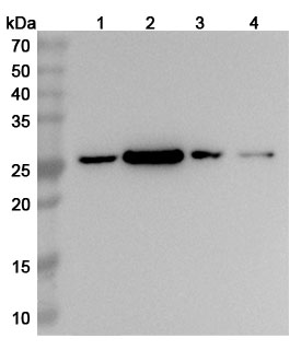 Anti-Human SRSF9 Polyclonal Antibody binds to Recombinant Human SRSF9 Protein, N-His in WB Assay