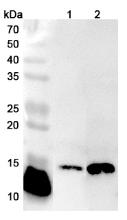 Anti-Human SSBP1 Polyclonal Antibody binds to Recombinant Human SSBP1 Protein, N-His in WB Assay