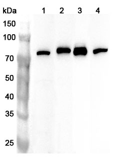 Anti-Human STT3A Polyclonal Antibody binds to Recombinant Human STT3A Protein, N-His in WB Assay