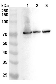 Anti-Human STXBP1 Polyclonal Antibody binds to Recombinant Human STXBP1 Protein, N-His in WB Assay