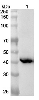 Anti-Human SUGCT Polyclonal Antibody binds to Recombinant Human SUGCT Protein, N-His in WB Assay