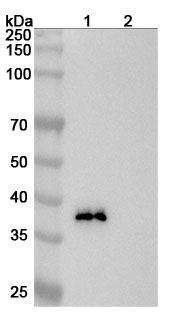 Anti-Human SULF2 Antibody (8G1)