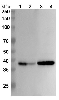 Anti-Human SYP/Synaptophysin Polyclonal Antibody binds to SYP, N-His, recombinant protein in WB Assay