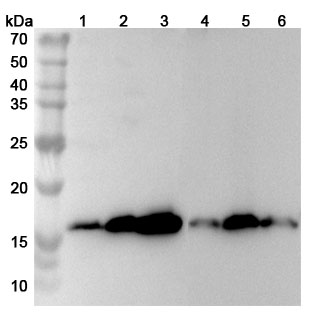 Anti-Human TBCA Polyclonal Antibody binds to Human TBCA Recombinant Protein, N-His in WB Assay