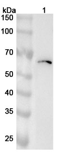 Anti-Human TBX6 Polyclonal Antibody binds to Recombinant Human TBX6 Protein, N-His in WB Assay