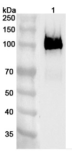 Anti-Human TCTN2 Polyclonal Antibody binds to Recombinant Human TCTN2 Protein, N-His in WB Assay