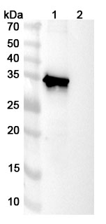 Anti-Human TERM2 Monoclonal Antibody (DNL919-ATV) binds to Human TREM2 recombinant protein in WB Assay