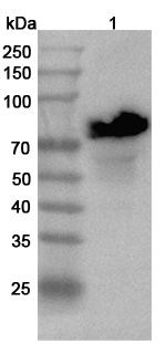 Anti-Human TF/Transferrin Polyclonal Antibody binds to Recombinant Human TF/Transferrin Protein, N-His in WB Assay