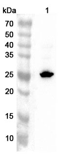 Anti-Human THOC7 Polyclonal Antibody binds to Human THOC7 Recombinant Protein, N-His in WB Assay