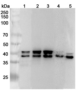 Anti-Human TIA1 Polyclonal Antibody binds to Human TIA1 Recombinant Protein, N-His in WB Assay