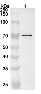 Anti-Human TKTL1 Polyclonal Antibody binds to Recombinant Human TKTL1 Protein, N-His in WB Assay