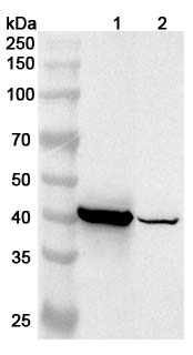 Anti-Human TNNT2 Polyclonal Antibody binds to Recombinant Human TNNT2 Protein, N-His in WB Assay